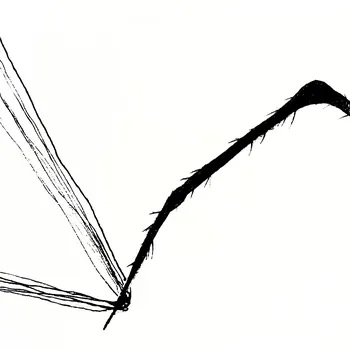 Toiles et Araignées