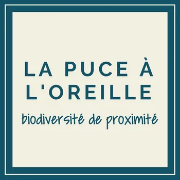 La Puce à l'oreille